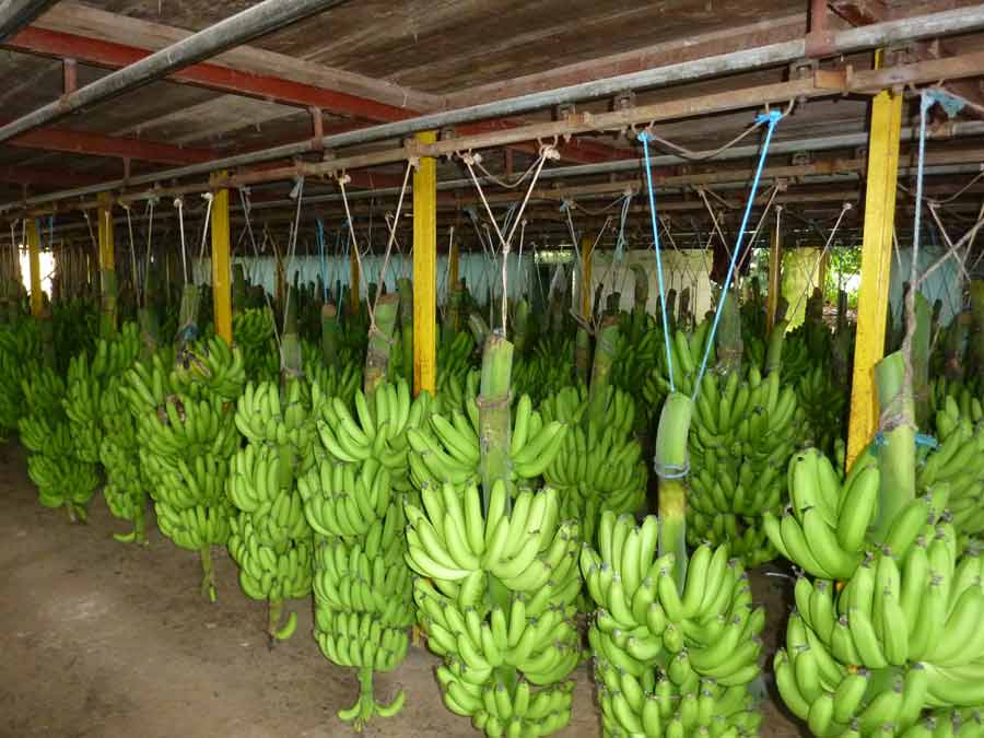 Récolte de régimes de bananes suspendus à la plantation Grand Café