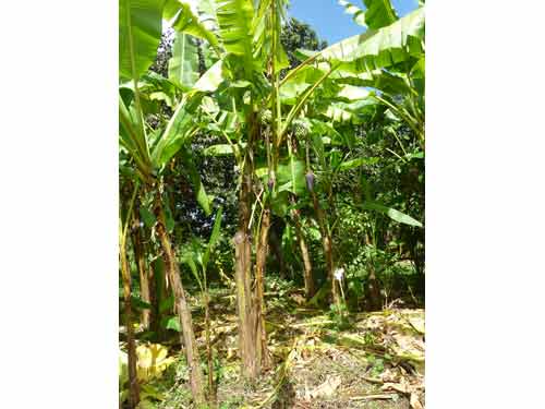 Plantation de bananiers à la Plantation Grand-Café en Guadeloupe