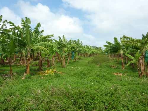 Champs de bananiers à Capesterre-Belle-Eau en Guadeloupe