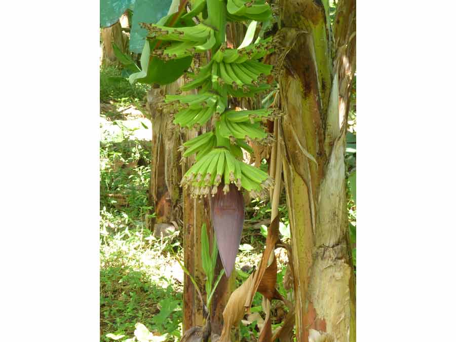 Régime de bananes encore en fleur à la plantation Grand-Café en Guadeloupe