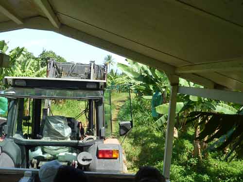Tracteur circulant entre les bananiers de la Plantation Grand-Café en Guadeloupe