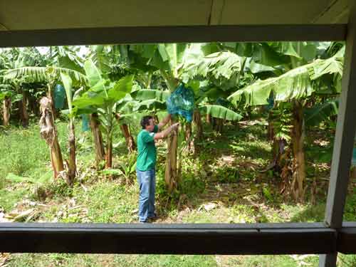 Travailleur agricole protégeant un régime de bananes avec un sac bleu à la plantation Grand Café