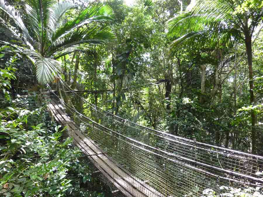 Pont suspendu en bois et filets au-dessus de la forêt tropicale du Parc des Mamelles en Guadeloupe