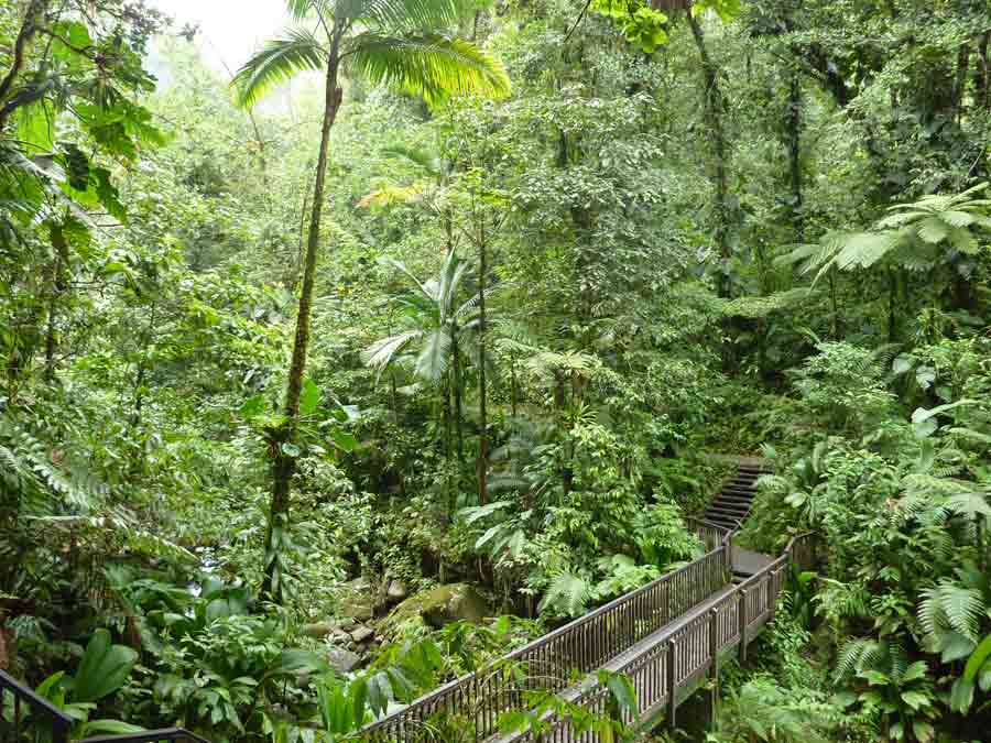 vacances-guadeloupe-92 Passerelle en bois traversant la forêt tropicale sur le sentier menant à la deuxième chute du Carbet en Guadeloupe