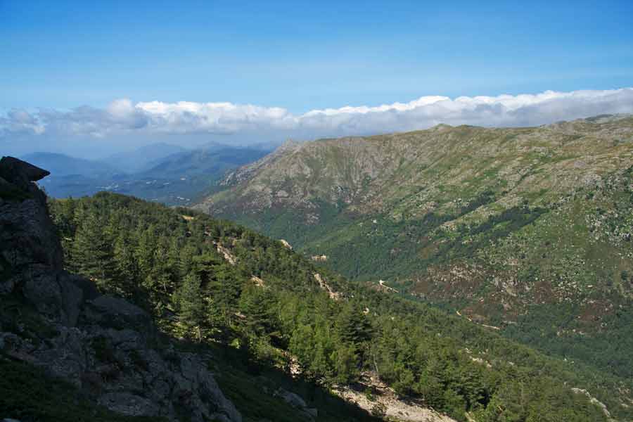 Vue sur les forêts et reliefs du GR20 sud, entre les aiguilles de Bavella et le refuge d’Asinau en Corse
