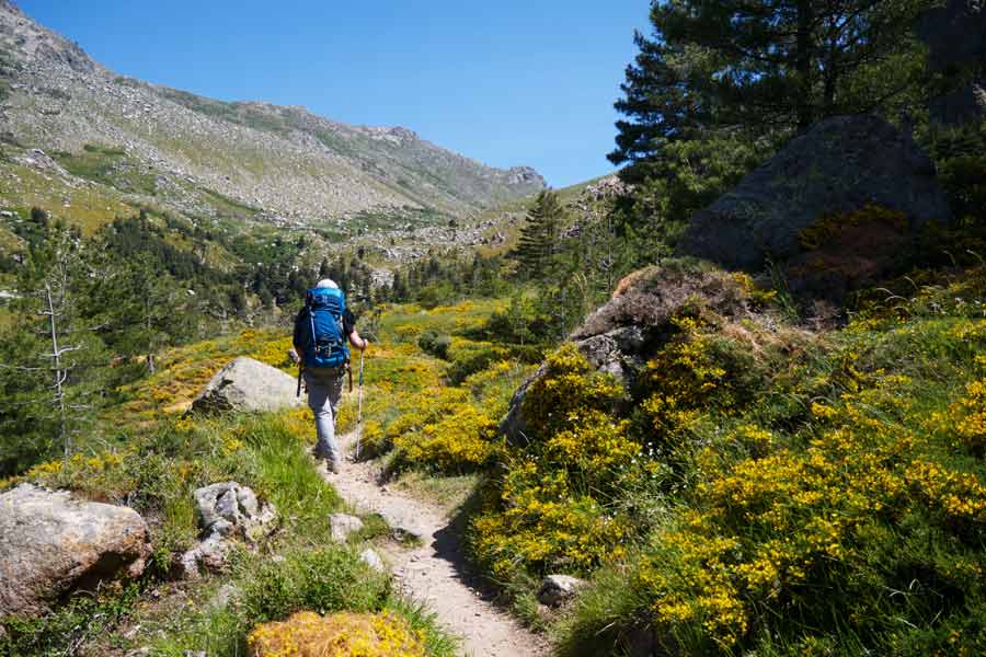 Randonneur sur le sentier fleuri du GR20 entre Paliri et Asinau, au cœur des montagnes corses