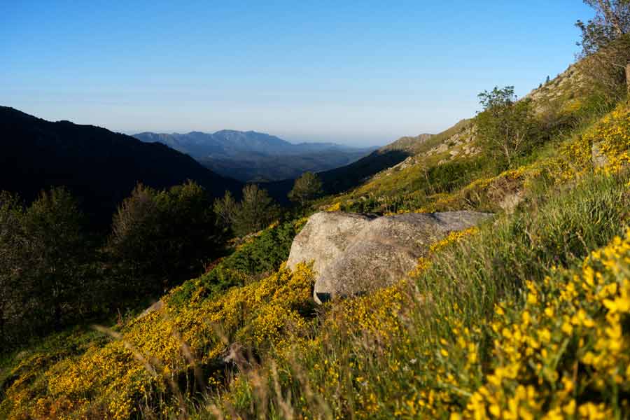 Paysage fleuri au lever du jour sur le GR20 entre Asinau et Usciolu, dans les montagnes ensoleillées de Corse