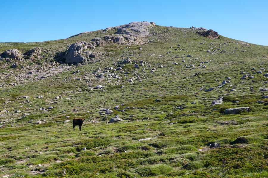Vache en liberté sur les hauteurs du GR20 sud, entre le Monte Incudine et le refuge d’Usciolu en Corse
