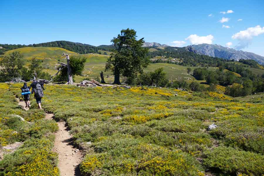 Randonneurs sur un sentier fleuri du GR20 sud entre Asinau et Usciolu, au cœur des paysages verdoyants de Corse