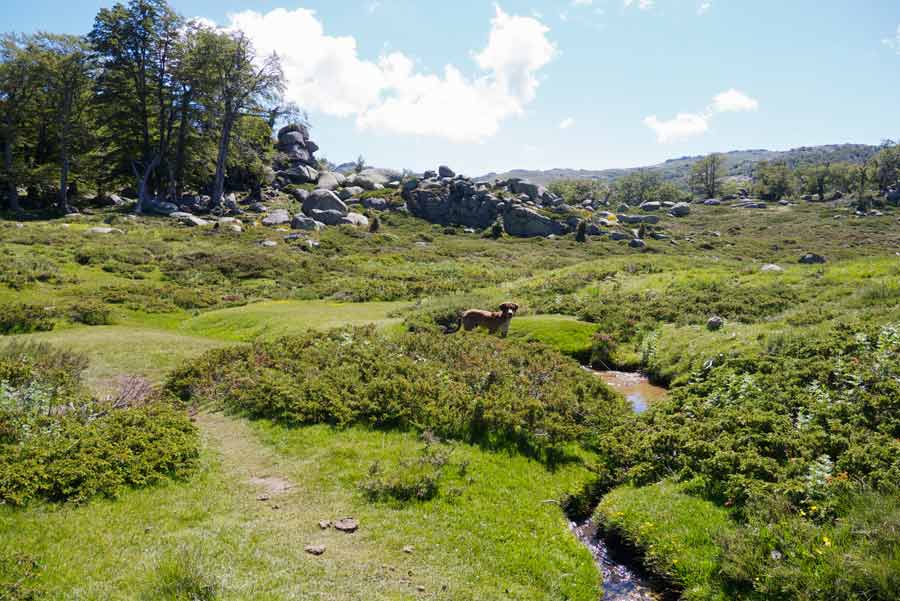 Paysage verdoyant du GR20 sud entre Asinau et Usciolu, avec un chien près d’un ruisseau au cœur des montagnes corses