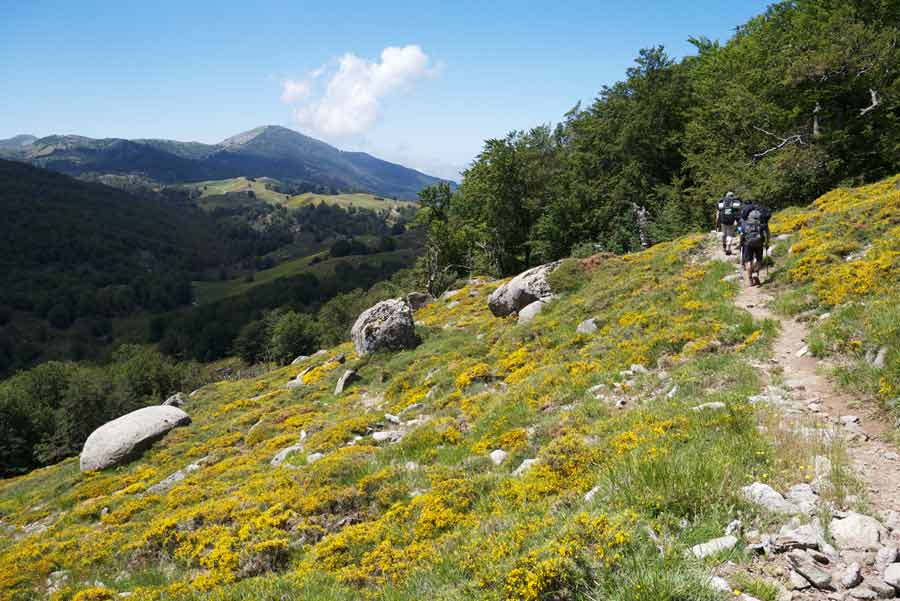Randonneurs marchant sur un sentier fleuri du GR20 sud entre Asinau et Usciolu, dans les montagnes verdoyantes de Corse