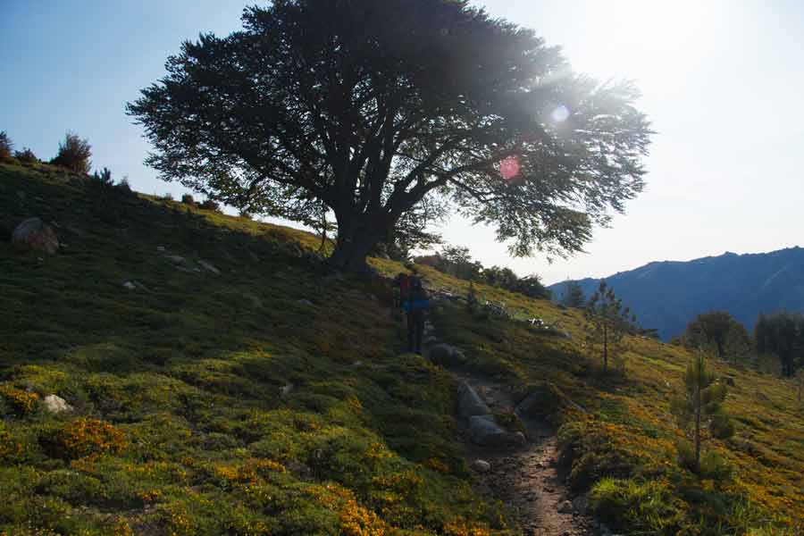 Randonnée sur le GR20 entre Bocca di Verde et Vizzavona, sous un grand arbre au lever du soleil en montagne corse