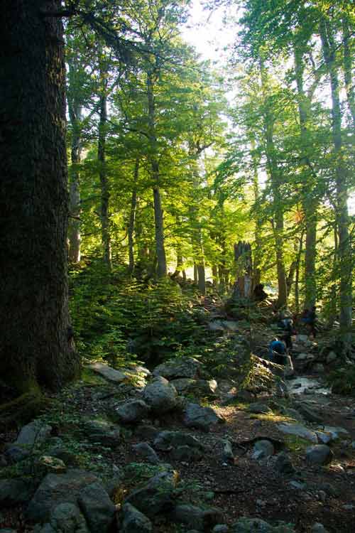 Randonneurs dans la forêt de hêtres du GR20 entre Bocca di Verde et Vizzavona, en Corse
