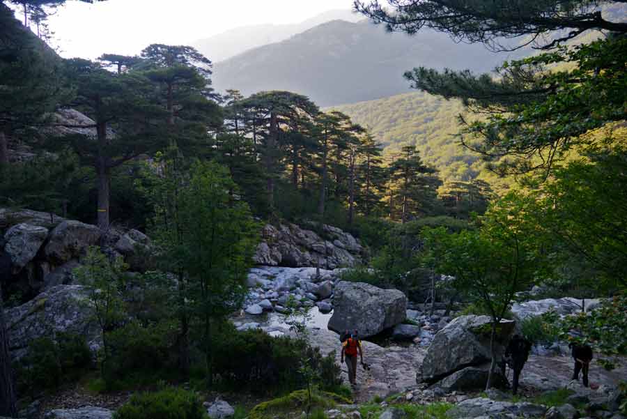 Randonneurs traversant la forêt de Vizzavona sur le GR20 vers L’Onda, entourés de pins et de rochers en Corse
