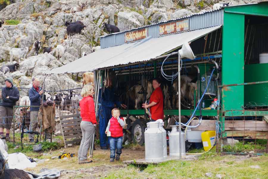 Éleveurs corses trayant des chèvres aux bergeries d’Onda sur le GR20, en montagne