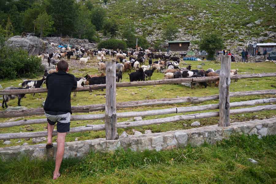 Randonneur observant un troupeau de chèvres près des bergeries d’Onda sur le GR20 en Corse