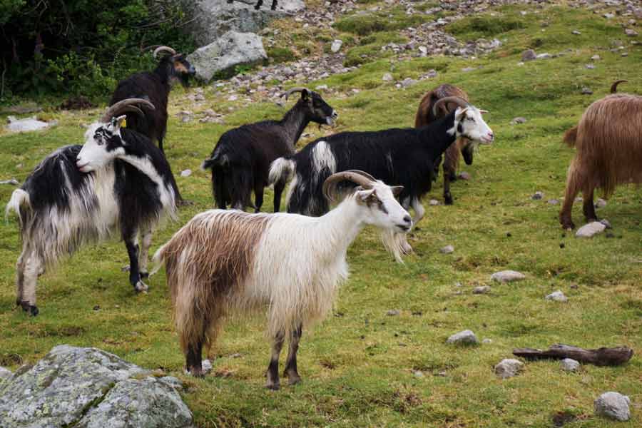 Troupeau de chèvres près des bergeries d’Onda sur le GR20, au cœur des montagnes corses
