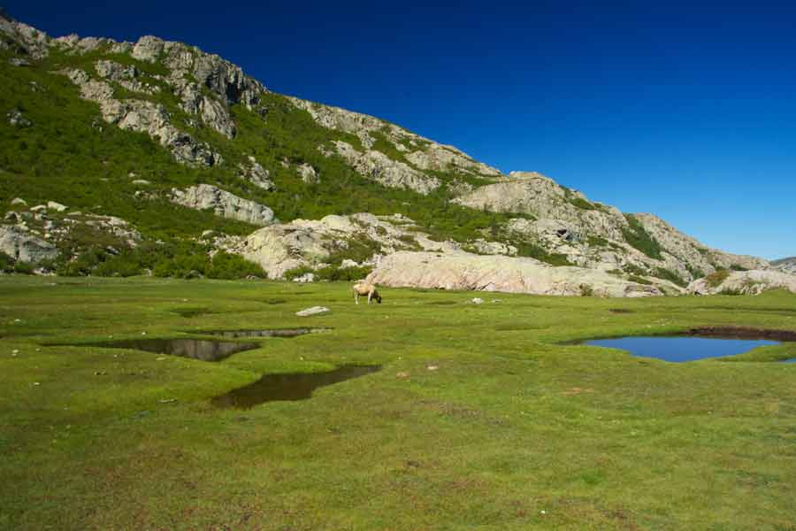 Plaine verdoyante et pozzines près du refuge de Manganu sur le GR20 en Corse