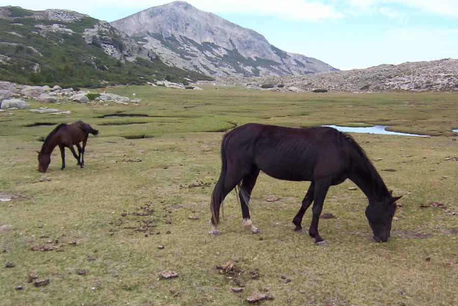 Chevaux sauvages broutant autour du lac de Nino sur le GR20 en Corse