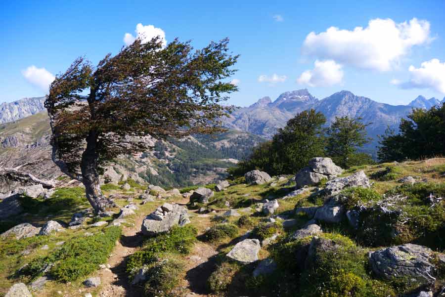 Arbre battu par le vent sur le GR20 entre le lac de Nino et Bocca San Petru en Corse