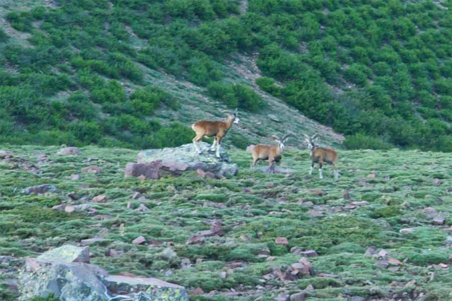 Mouflons sur le GR20 près de Ciottulu di i Mori dans les montagnes de Corse