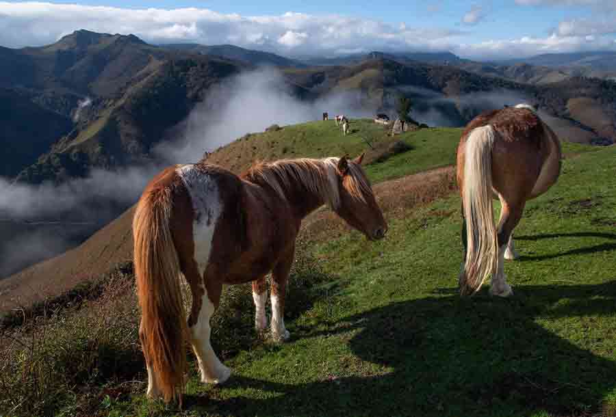 Chevaux en estive dans les montagnes du Pays basque, paysage pastoral emblématique d’Euskal Herria entre tradition et nature (merkatu blog basque)