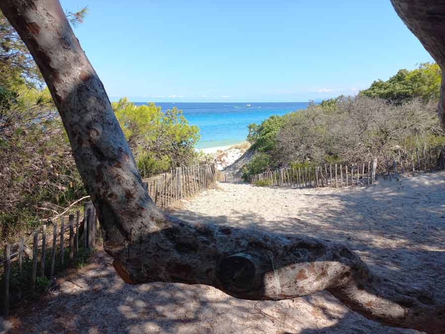 Chemin sablonneux menant à la plage de Saleccia entre pins et végétation avec mer turquoise en arrière-plan