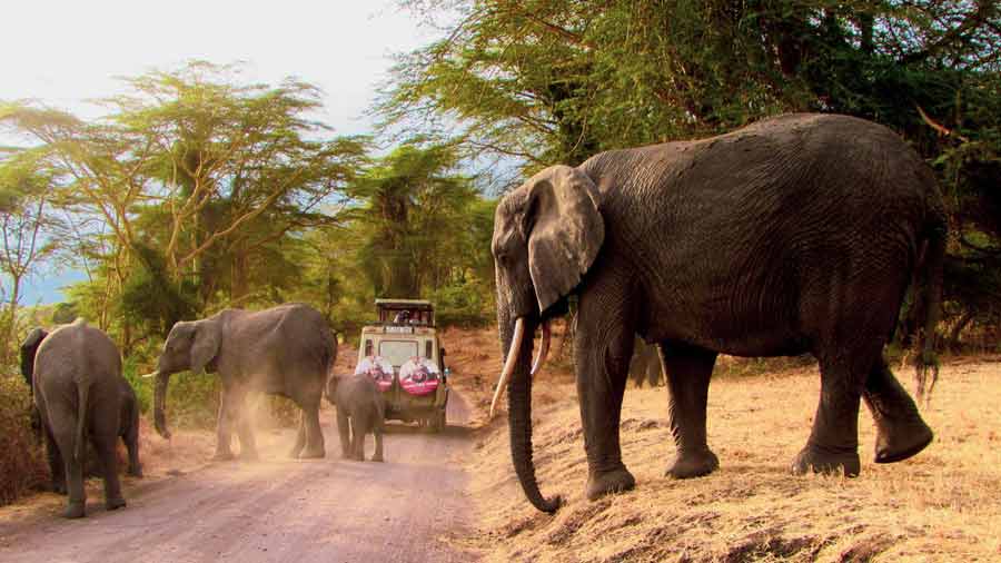 Troupeau d'éléphants croisant un véhicule de safari dans le Serengeti en Tanzanie, expérience immersive pour un voyage de noces aventure